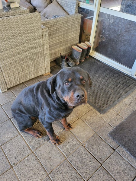 Purebred Rottweiler bob tails Carousel 1