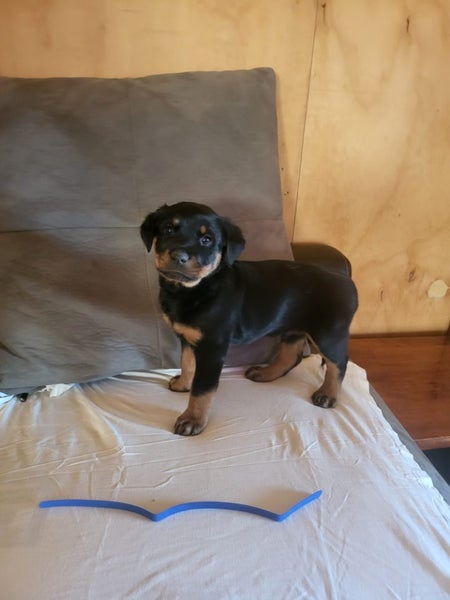 Purebred Rottweiler bob tails Carousel 14