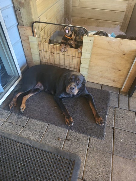 Purebred Rottweiler bob tails Carousel 2
