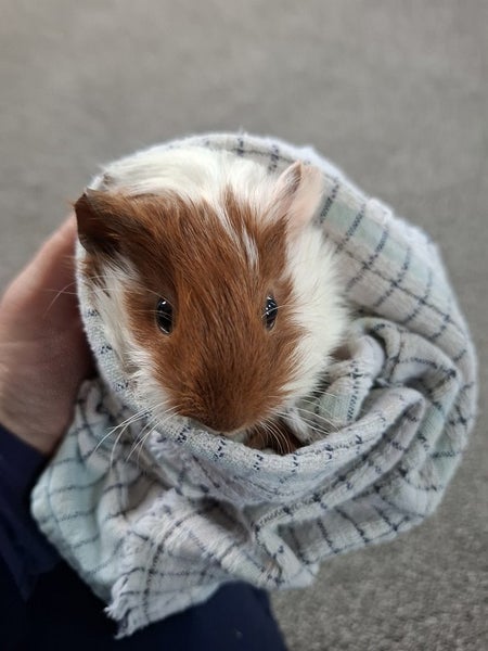 Baby Guinea Pig Brothers - Selling together - $70 pair - Pick Up Miramar Carousel 2