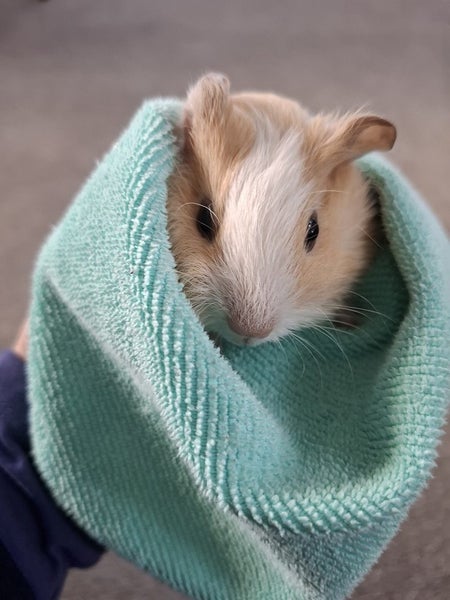 Baby Guinea Pig Brothers - Selling together - $70 pair - Pick Up Miramar Carousel 5