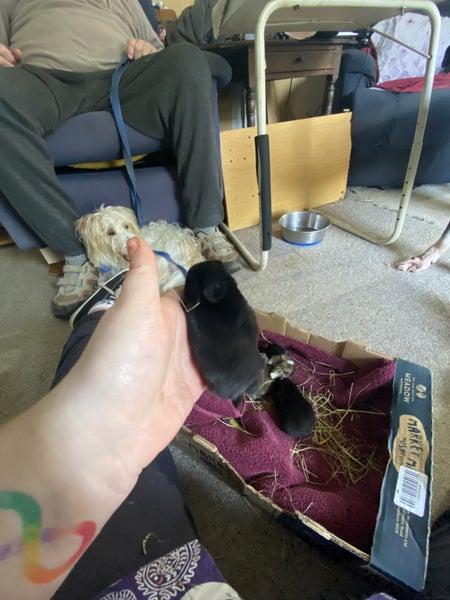 Purebred minilops 1 boy 1 girl Carousel 2