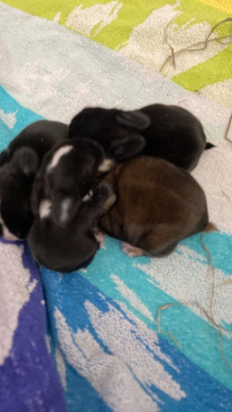 Purebred minilops 1 boy 1 girl Carousel 11