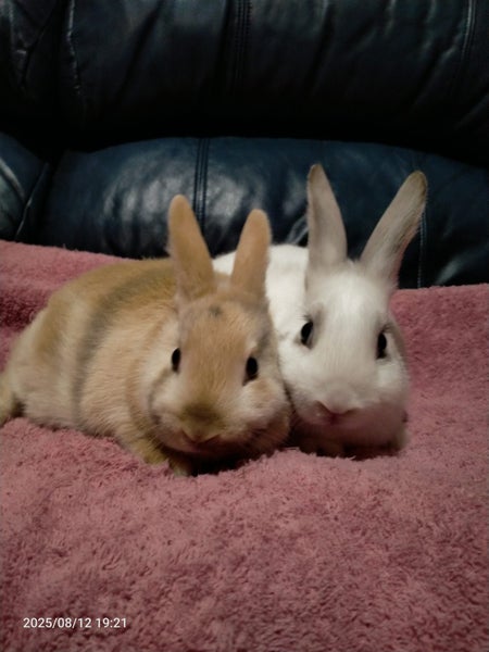 Mini rex x dutch kits Carousel 1