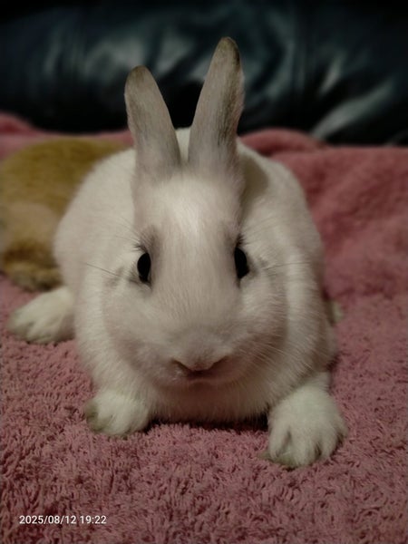 Mini rex x dutch kits Carousel 2