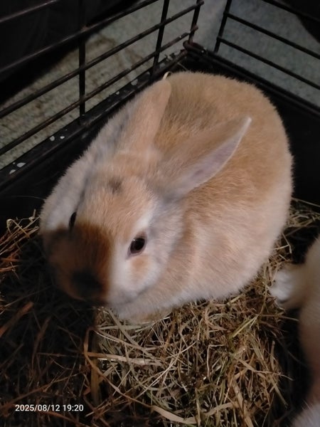 Mini rex x dutch kits Carousel 8