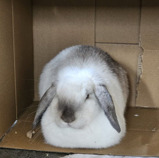 Minilop Rabbit Carousel 1