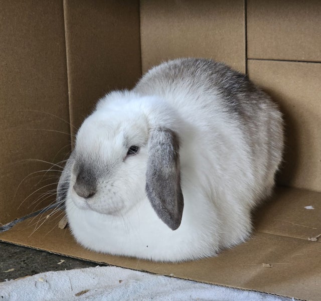 Minilop Rabbit Carousel 2
