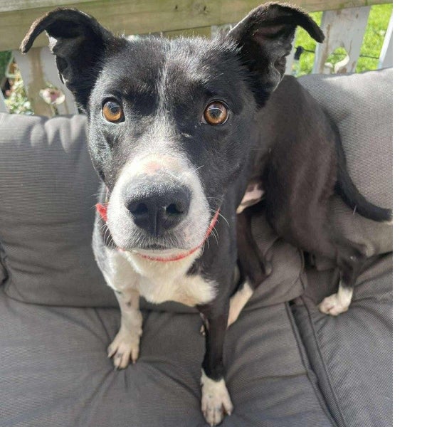 Kehua - Collie X - BOI Animal Rescue Trust Carousel 1