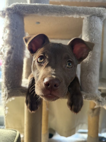RIDGE - Ridgeback Mix Rescue Puppy Carousel 2