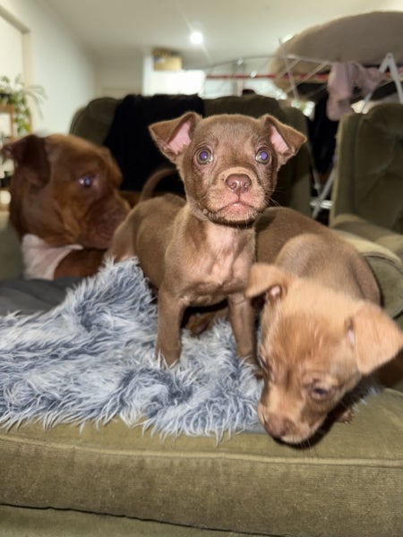 RIDGE - Ridgeback Mix Rescue Puppy Carousel 14