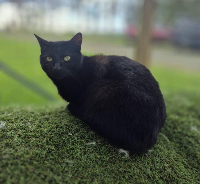 Jiji - CCCR Carousel 1