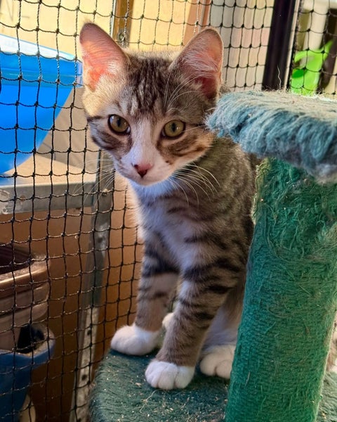 Kitty Kingdom - PHINEAS and FERB Carousel 1