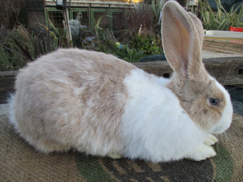 Flemish Giant Rabbits Carousel 9