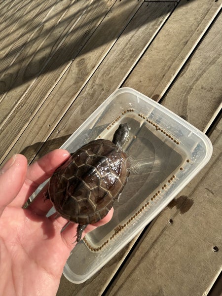 Reeves Turtle. Carousel 1