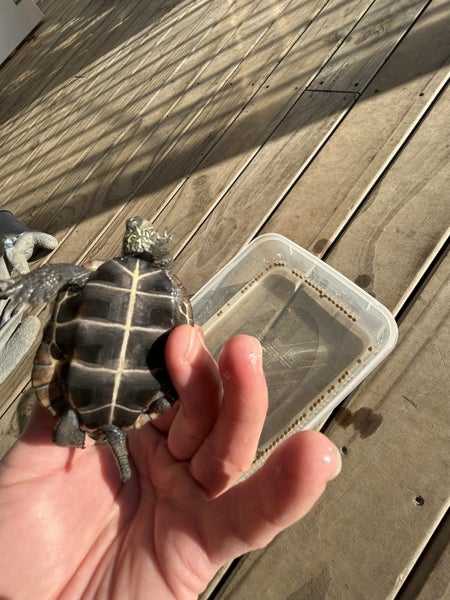 Reeves Turtle. Carousel 2
