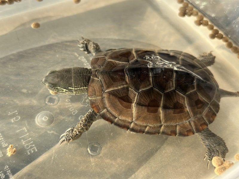 Reeves Turtle. Carousel 5