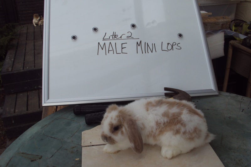 Pure Bred Mini Lop Babies Carousel 1