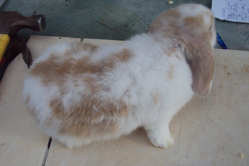 Pure Bred Mini Lop Babies Carousel 2