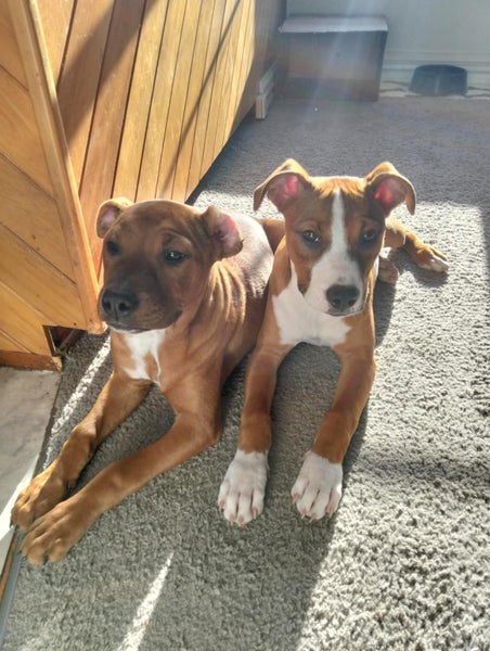 Tilly (Ellie's Canine Rescue & Rehome) Carousel 6