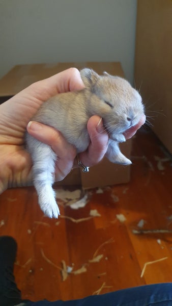 Gorgeous rabbits for sale, Jersey Wooly, Netherland Dwarf, pick up Helensville Carousel 18