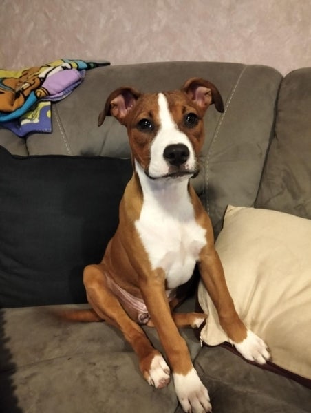 Teagan (Ellie's Canine Rescue & Rehome) Carousel 1