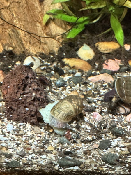 Aquarium/pond snail Carousel 2