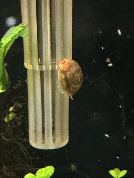 Aquarium/pond snail Carousel 6