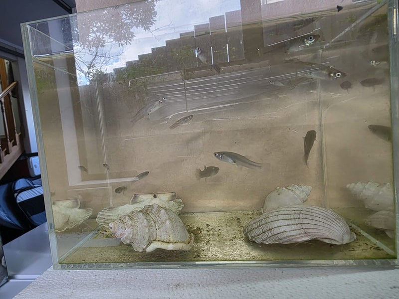 Fish Tank with fish Carousel 1