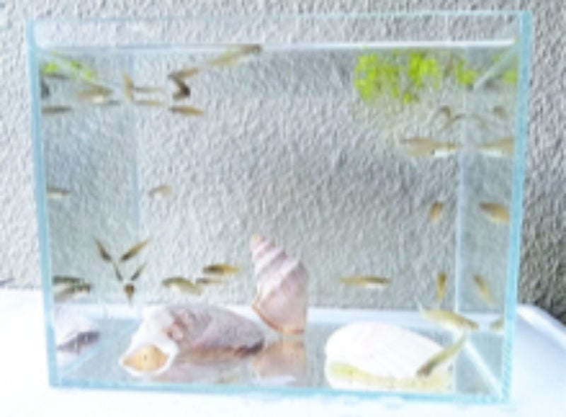 Fish Tank with fish Carousel 5