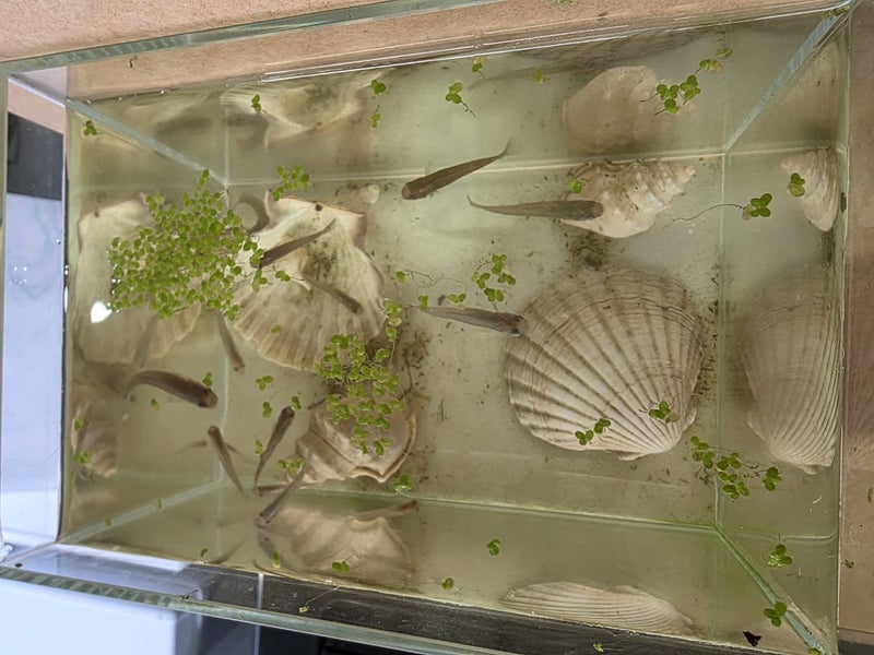 Fish Tank with fish Carousel 2