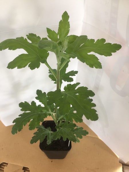 Chrysanthemum Green Pompom Carousel 5