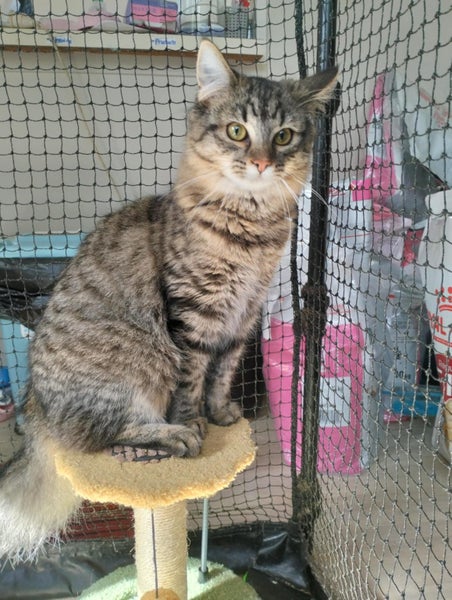 AUTUMN - KITTEN AVAILABLE FOR ADOPTION - PET WHISPERER RESCUE Carousel 6