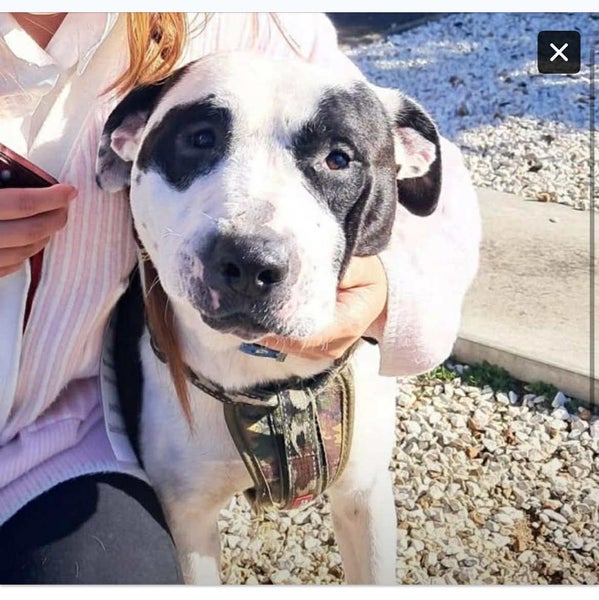 Louie - 2 years, Good with Other Dogs, Cats and Children Carousel 1