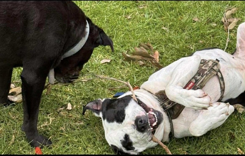 Louie - 2 years, Good with Other Dogs, Cats and Children Carousel 2