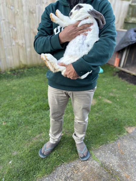 Pure bred Giant Flemish rabbit Carousel 2