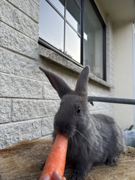 Pure bred Giant Flemish rabbit Carousel 5