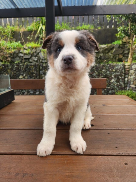 Purebred Border Collie Puppies - Comilo Collies63616676963203111