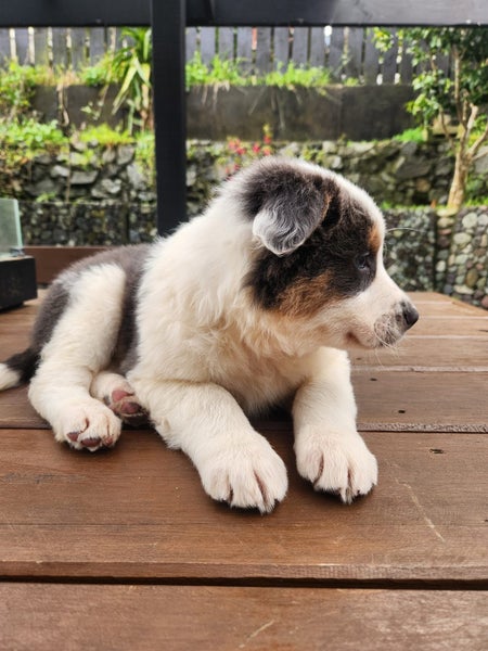 Purebred Border Collie Puppies - Comilo Collies63616676963203112