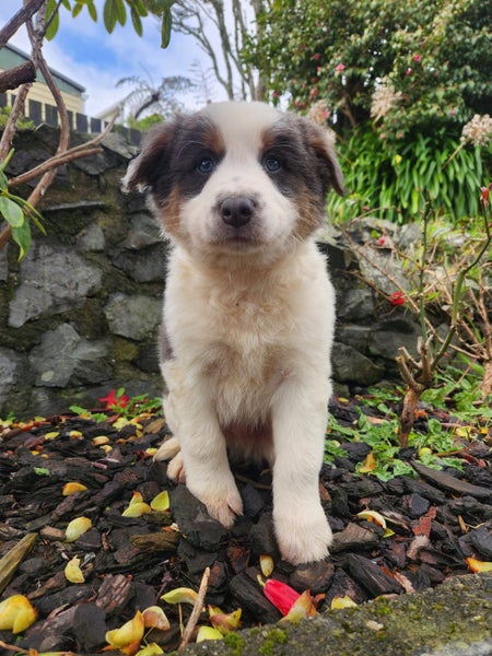 Purebred Border Collie Puppies - Comilo Collies63616676963203110