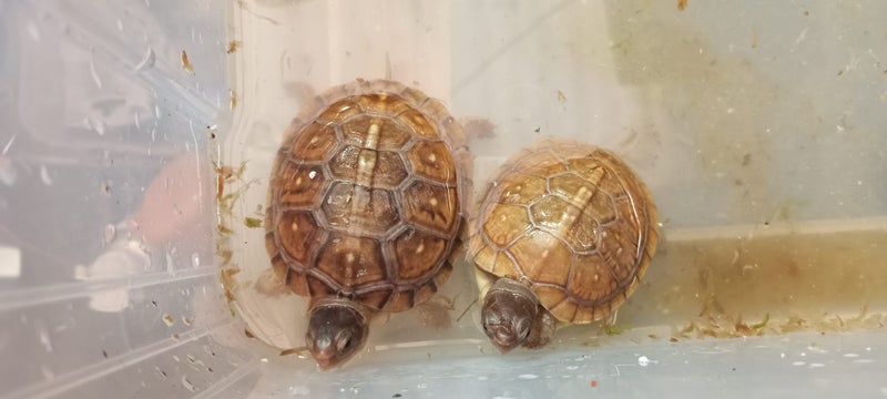 Three-Toed Box Turtle young. Carousel 2