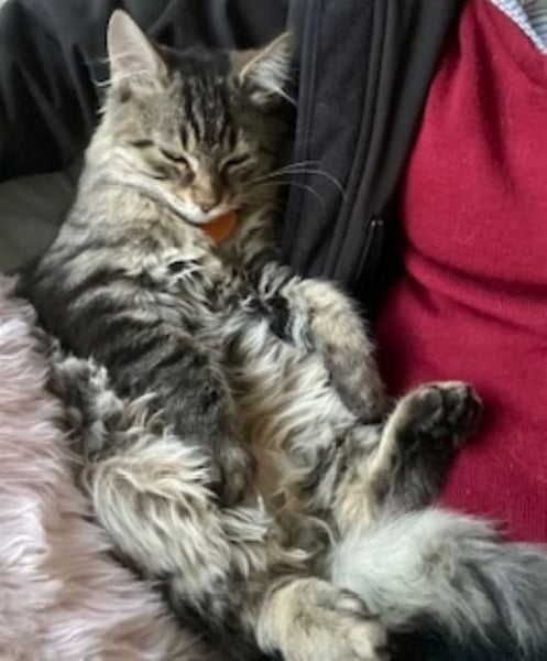 CAT RESCUE CHRISTCHURCH - Ready for Adoption - Tim Carousel 1