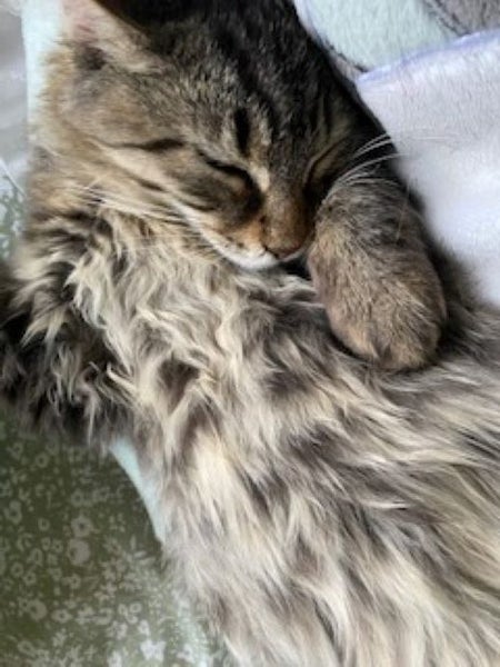 CAT RESCUE CHRISTCHURCH - Ready for Adoption - Tim Carousel 2