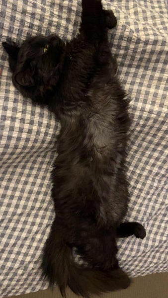 CAT RESCUE CHRISTCHURCH - Ready for Adoption - Indie Carousel 1