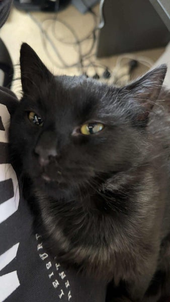 CAT RESCUE CHRISTCHURCH - Ready for Adoption - Indie Carousel 2