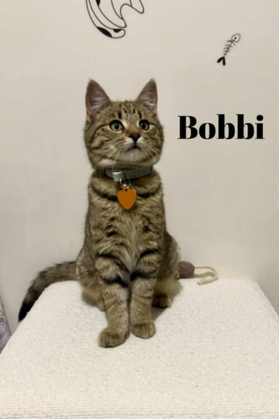 CAT RESCUE CHRISTCHURCH - Ready for Adoption - Bobbi Carousel 1