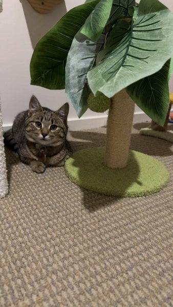 CAT RESCUE CHRISTCHURCH - Ready for Adoption - Bobbi Carousel 2