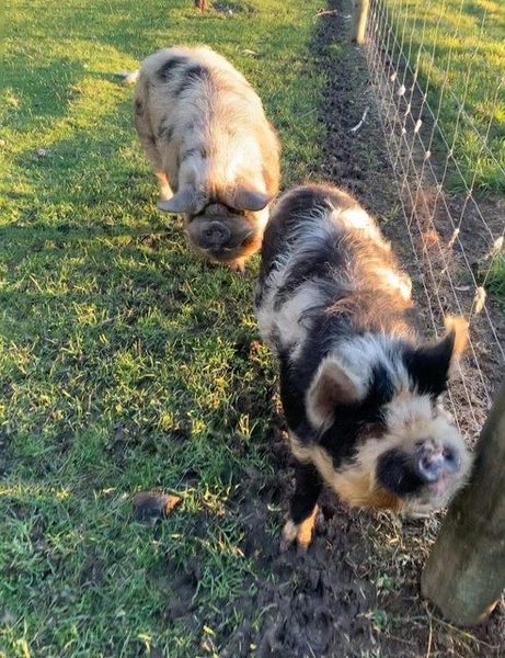 Kune Kune Pigs Carousel 2