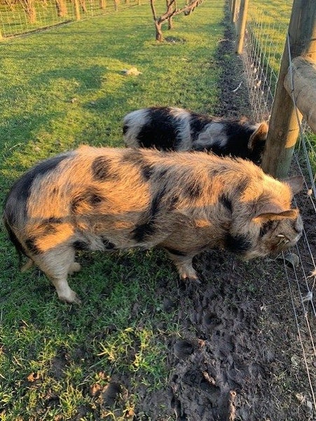 Kune Kune Pigs Carousel 4