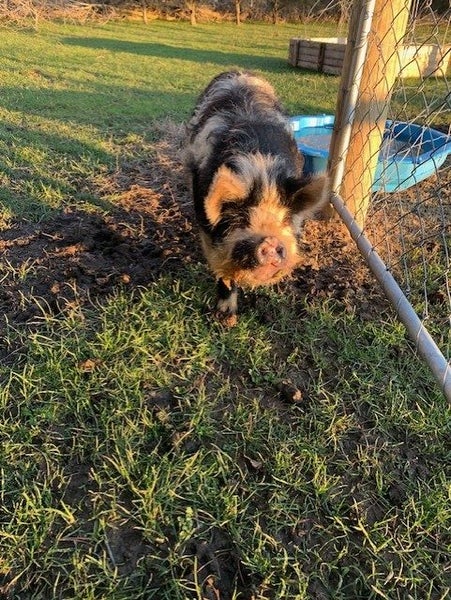 Kune Kune Pigs Carousel 1